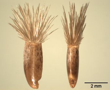 Vorschaubild Skabiosen-Flockenblume